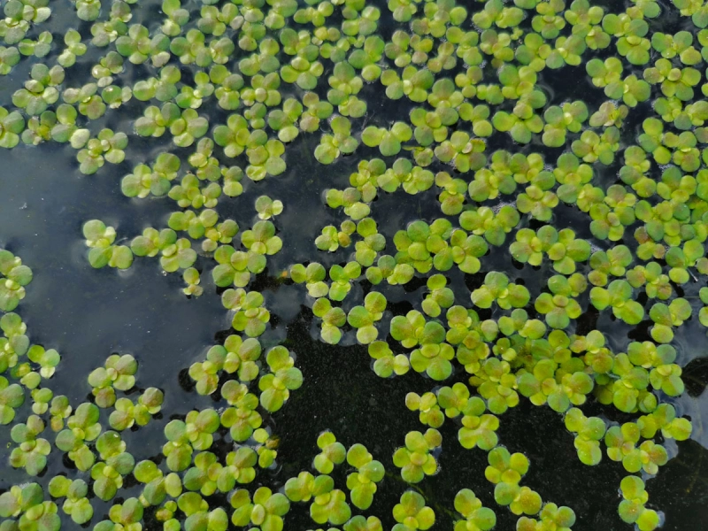 Wasserlinsen Mix - mittlere Portion - ca. 4000 Einzelpflanzen